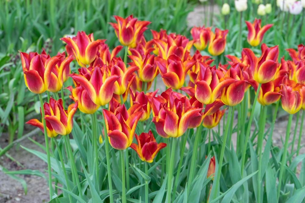 Match tulips with large luminous blooms and strong 18‑inch stems in late spring.