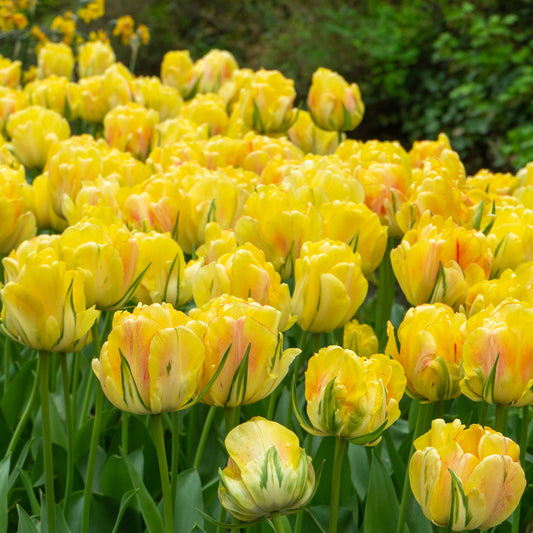 Akebono tulip displaying double yellow petals with orange blush and green-flamed outer edges in full bloom.