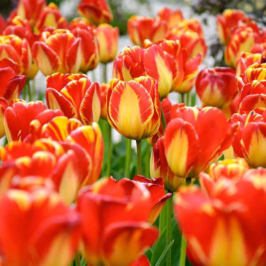 Banja Luka tulip displaying large marigold-yellow petals with bold ruby-red feathering.