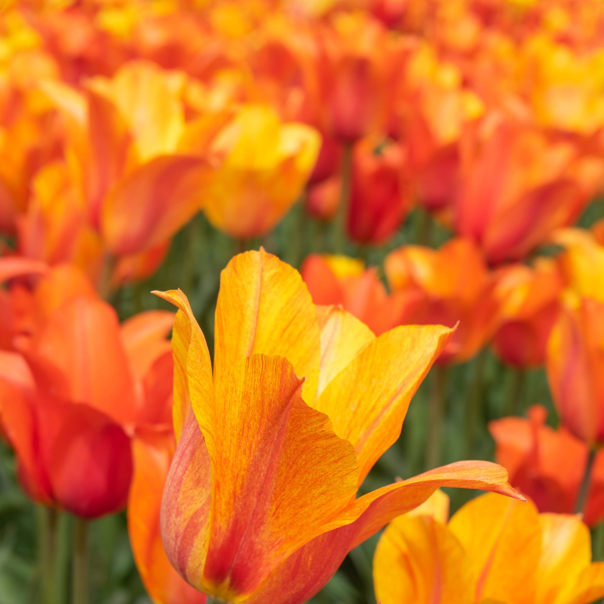 El Niño tulip showcasing large, golden-yellow and salmon-rose petals with unique color variations, blooming in late spring.