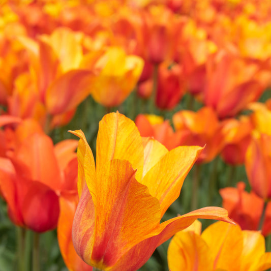 El Niño tulip showcasing large, golden-yellow and salmon-rose petals with unique color variations, blooming in late spring.