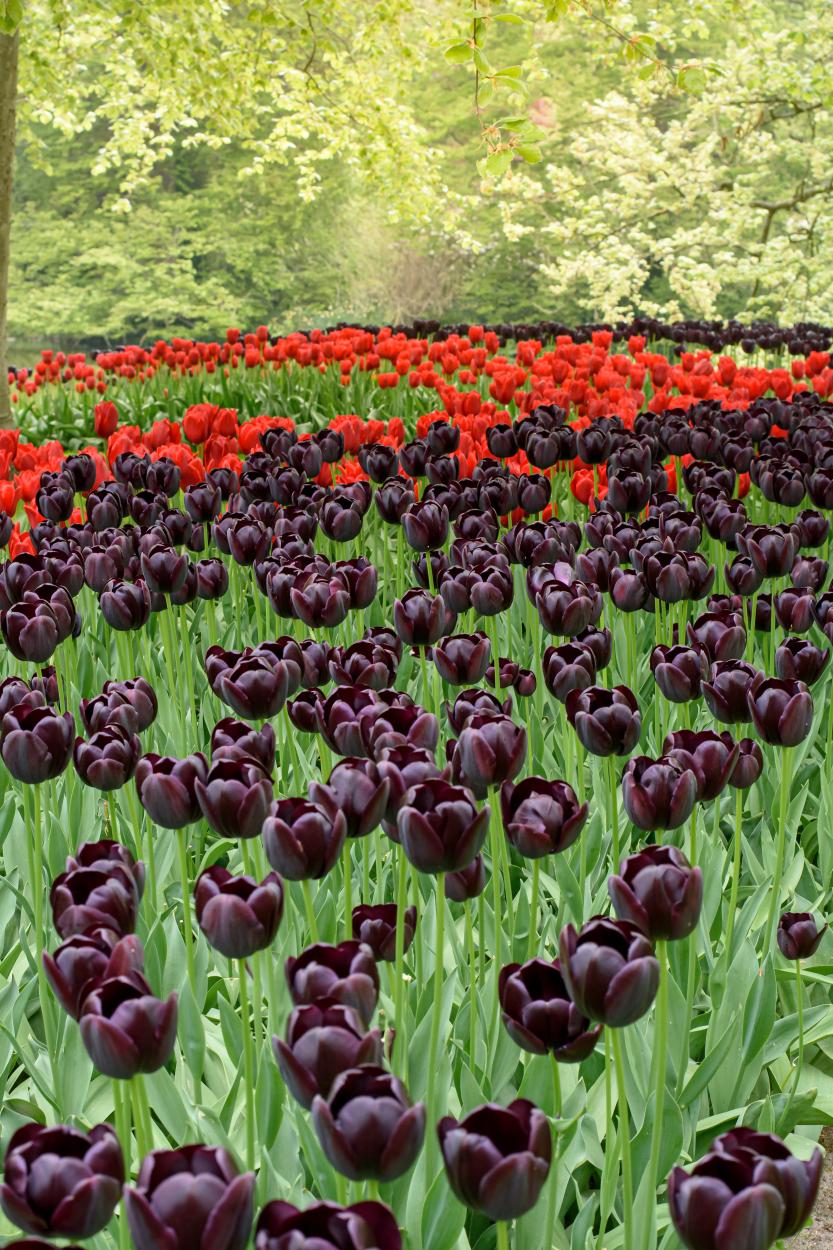 Paul Scherer Tulips offer near‑black late‑spring blooms on strong 18‑inch stems. A dramatic Single Late variety for fall planting.