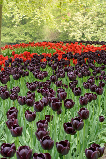 Paul Scherer Tulips offer near‑black late‑spring blooms on strong 18‑inch stems. A dramatic Single Late variety for fall planting.