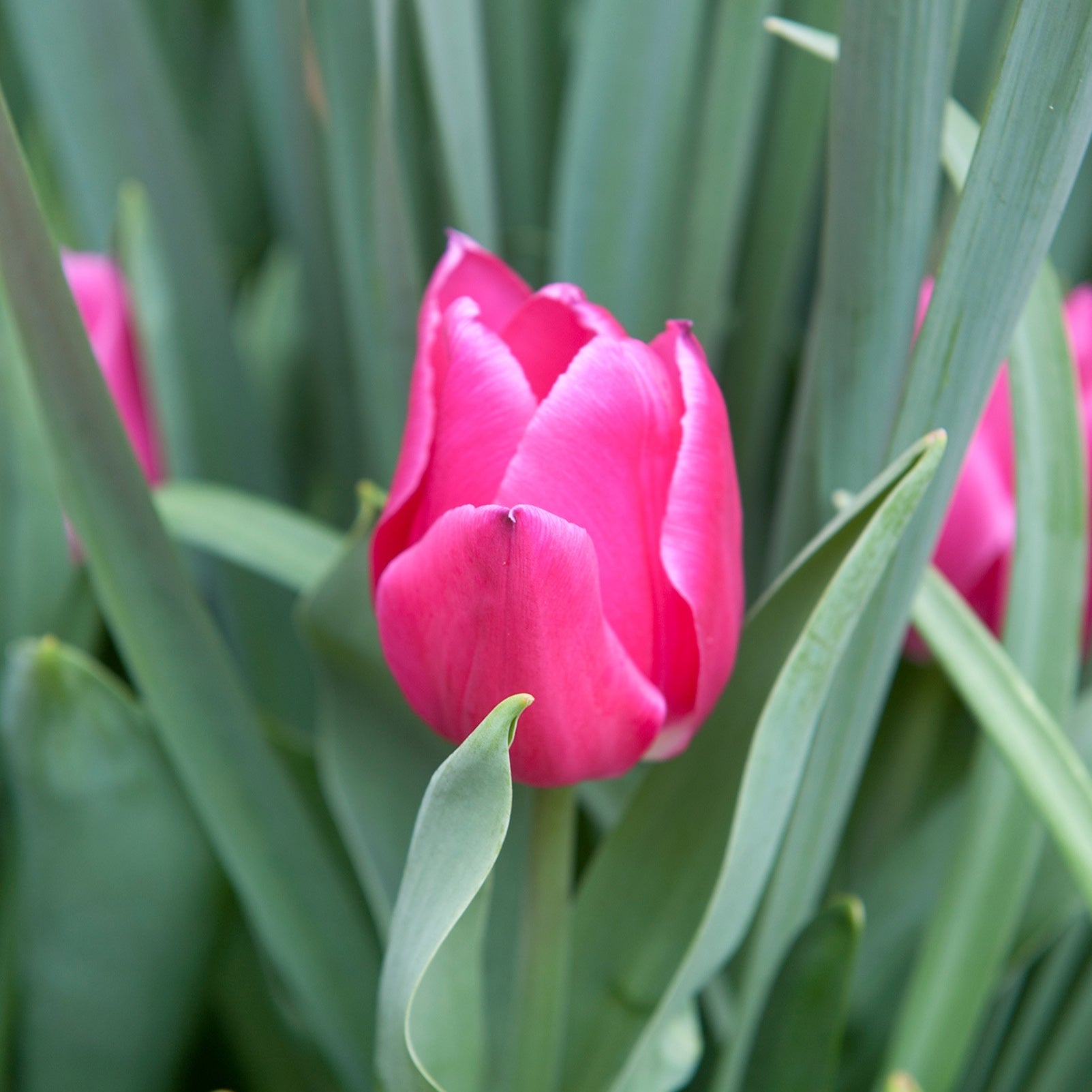 Don Quichotte tulip displaying vibrant purplish-rose petals on sturdy, upright stems.