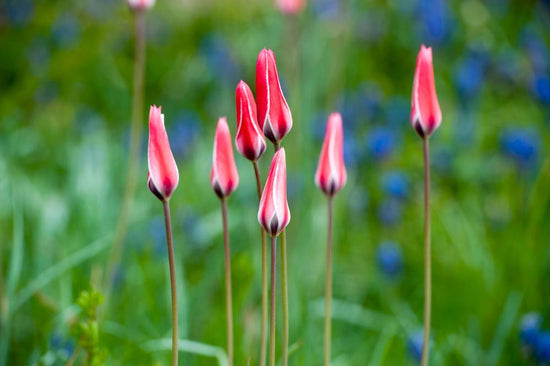 Clusiana Peppermint Stick species tulips with slender pink‑and‑white striped petals, blooming at 8 inches in early to mid‑spring.
