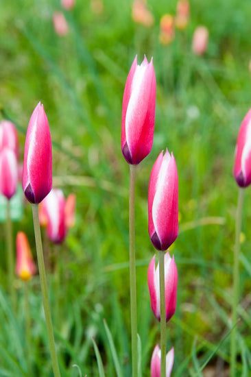 Clusiana Peppermint Stick species tulips with slender pink‑and‑white striped petals, blooming at 8 inches in early to mid‑spring.