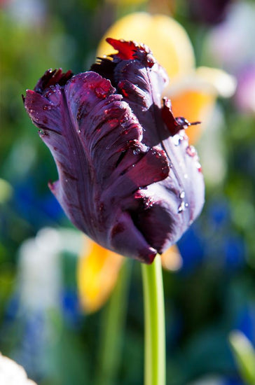 Black Parrot tulips with dark purple‑black fringed blooms on 20‑inch stems.