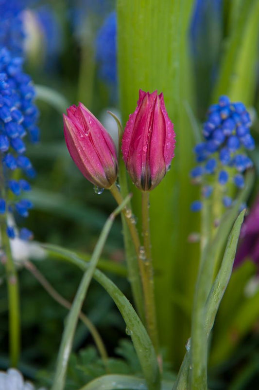 Little Beauty miniature tulips with hot pink star‑shaped blooms and a vivid blue‑and‑white center, blooming in early spring.