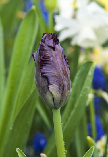 Black Parrot tulips with dark purple‑black fringed blooms on 20‑inch stems.