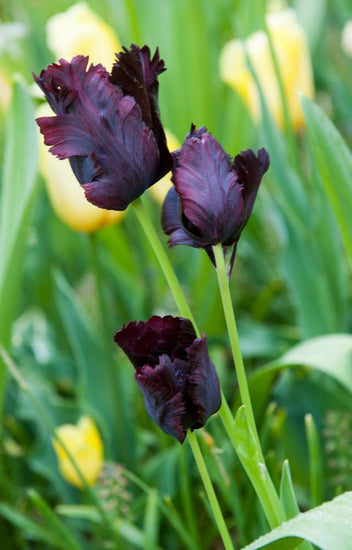 Black Parrot tulips with dark purple‑black fringed blooms on 20‑inch stems.