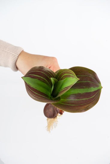 Park Dreamway tulips with scarlet blooms and variegated leaves on 16‑inch stems in early spring.