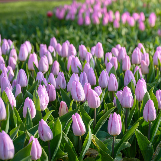 Candy Prince tulip displaying soft lilac petals with a subtle lavender glow, complemented by silvery-green foliage.