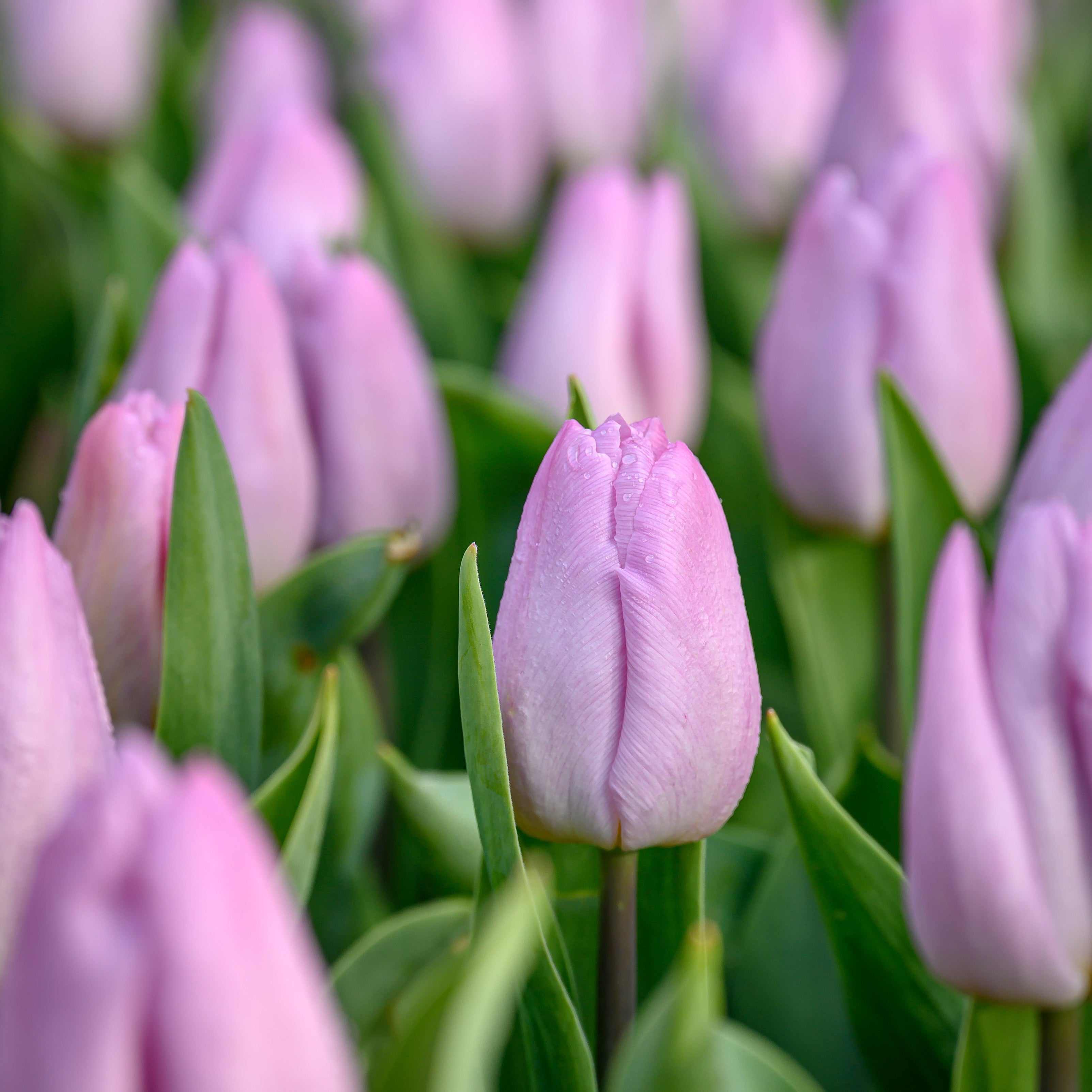 Candy Prince tulip displaying soft lilac petals with a subtle lavender glow, complemented by silvery-green foliage.