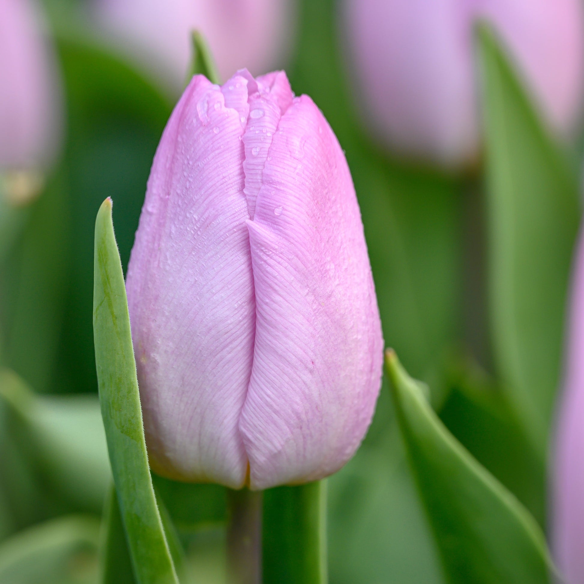 Candy Prince tulip displaying soft lilac petals with a subtle lavender glow, complemented by silvery-green foliage.