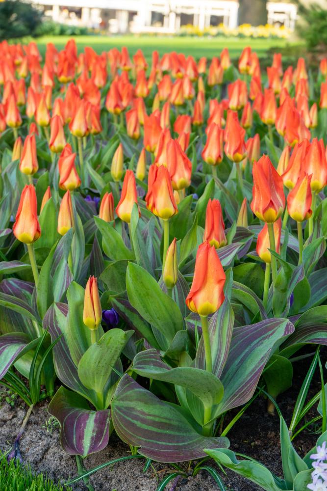 Park Dreamway tulips with scarlet blooms and variegated leaves on 16‑inch stems in early spring.