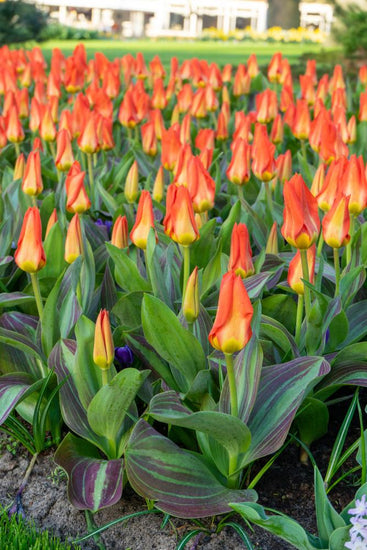 Park Dreamway tulips with scarlet blooms and variegated leaves on 16‑inch stems in early spring.