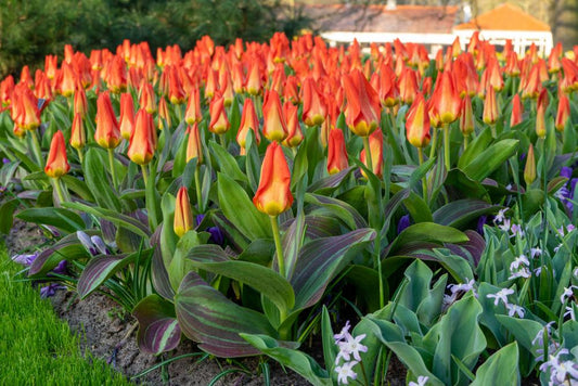 Park Dreamway tulips with scarlet blooms and variegated leaves on 16‑inch stems in early spring.