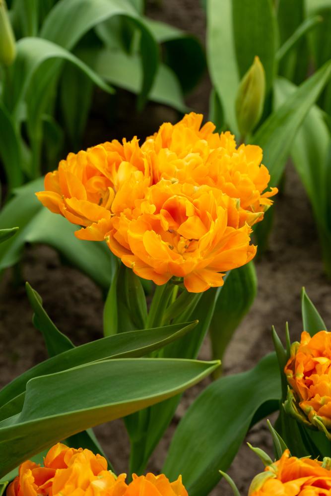 Orca double tulips with bright orange blooms on 12‑inch stems, sometimes multiple per stem, flowering early spring.