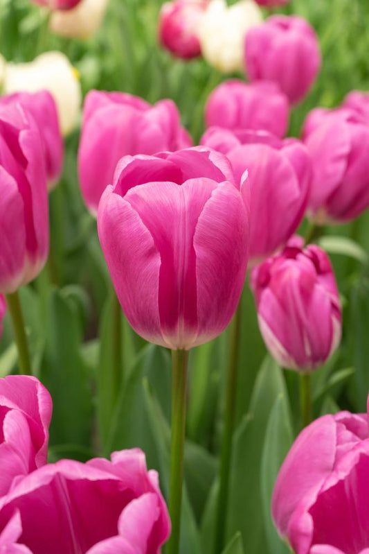 Imperial Garden tulips with jumbo lilac‑purple Darwin Hybrid blooms featuring a white base, standing 22 inches tall in mid‑spring.