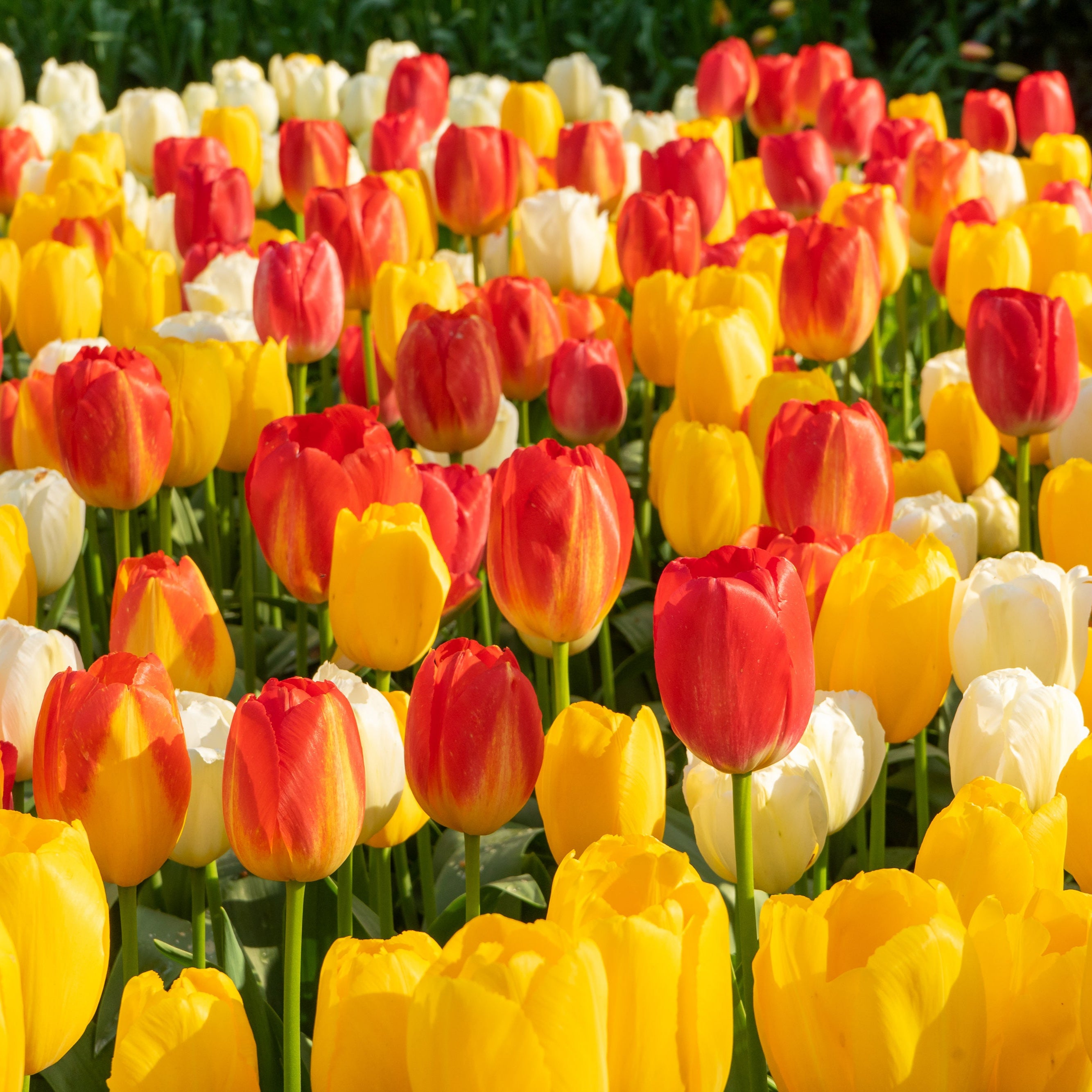 Artist Palette Tulip Blend showcasing a vibrant mix of tulip colors, blooming in mid-spring at 18 inches tall.