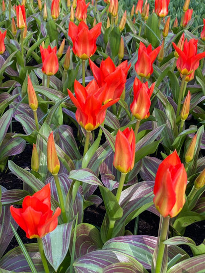Park Dreamway tulips with scarlet blooms and variegated leaves on 16‑inch stems in early spring.