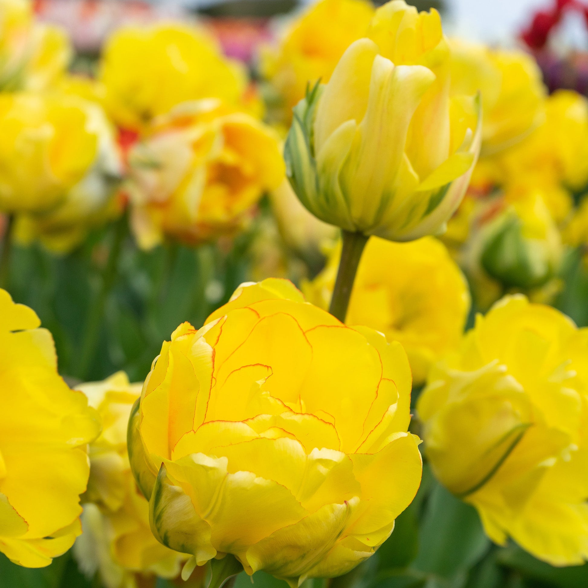 Akebono tulip displaying double yellow petals with orange blush and green-flamed outer edges in full bloom.