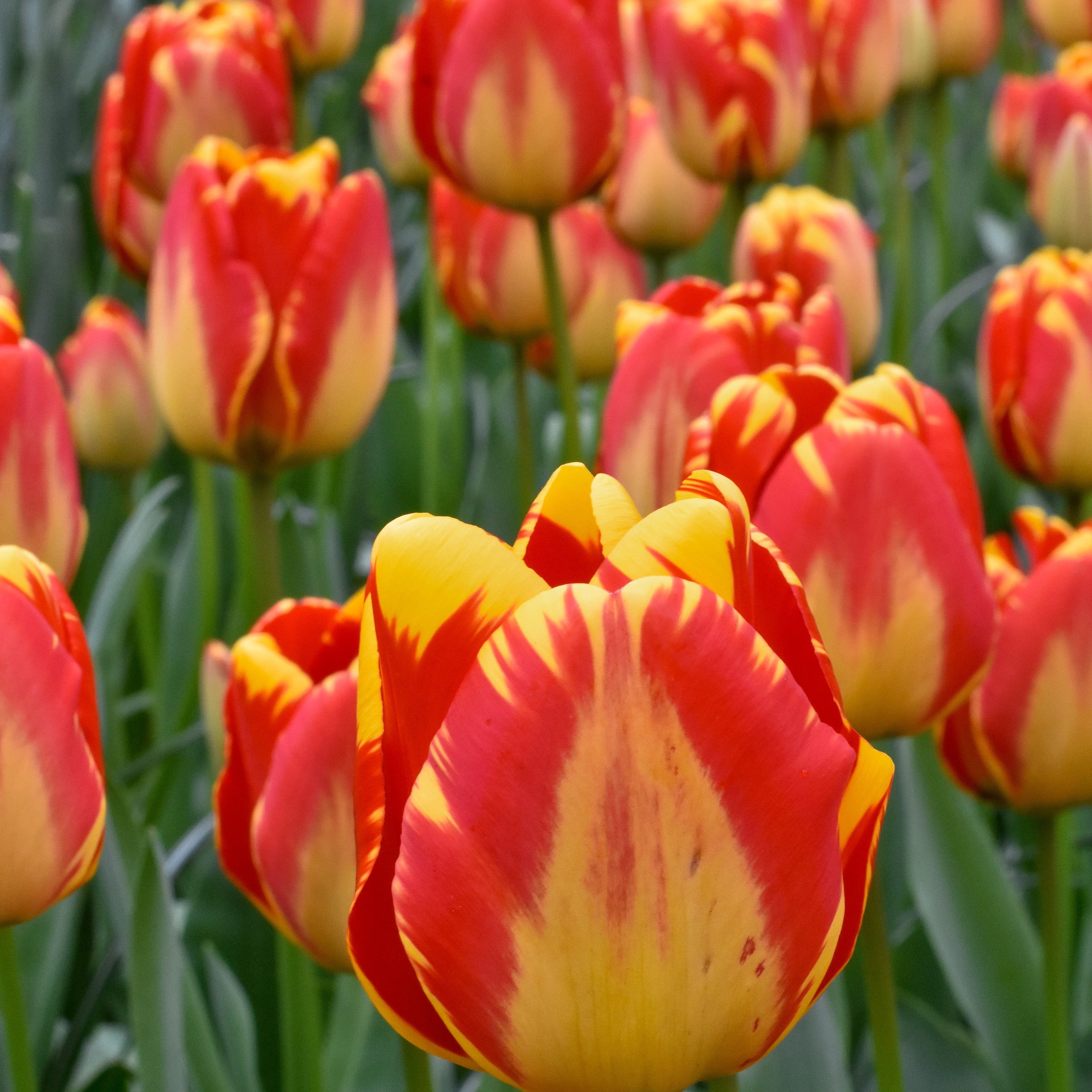 Banja Luka tulip displaying large marigold-yellow petals with bold ruby-red feathering.