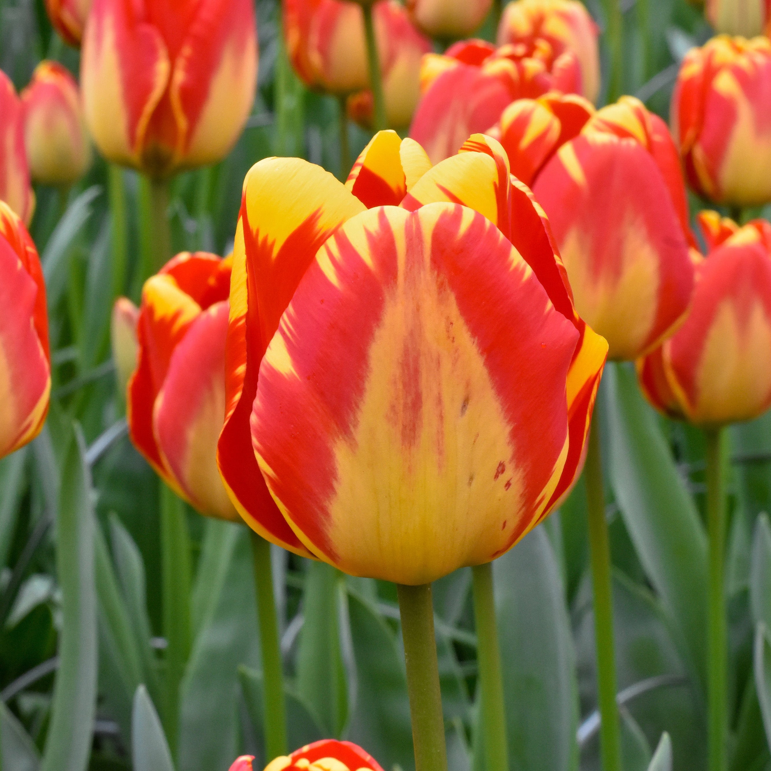 Banja Luka tulip displaying large marigold-yellow petals with bold ruby-red feathering.