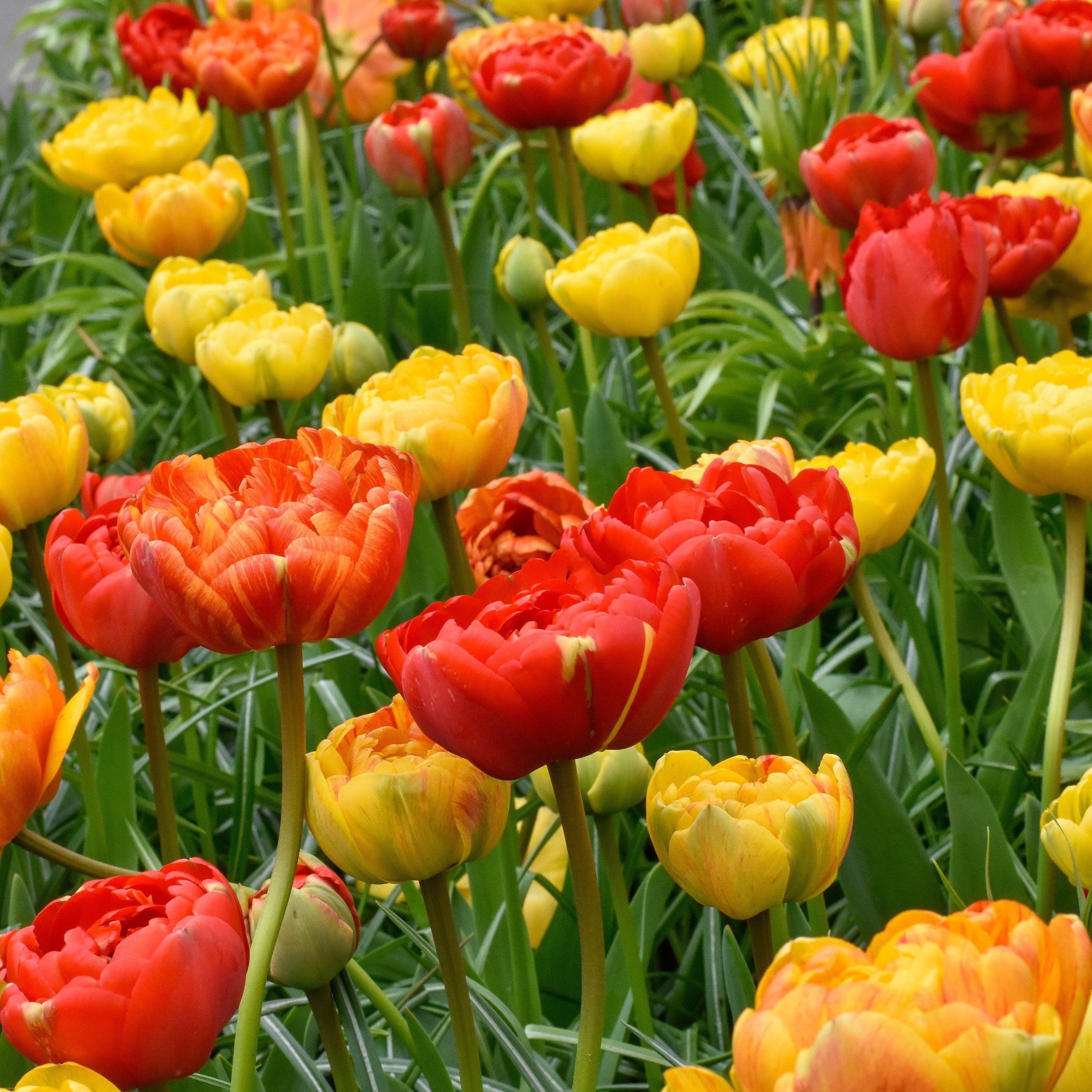 Volcano Peonies Tulip Blend