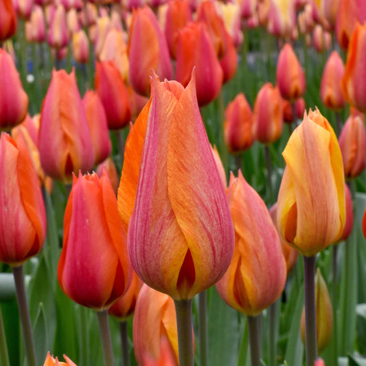 El Niño tulip showcasing large, golden-yellow and salmon-rose petals with unique color variations, blooming in late spring.