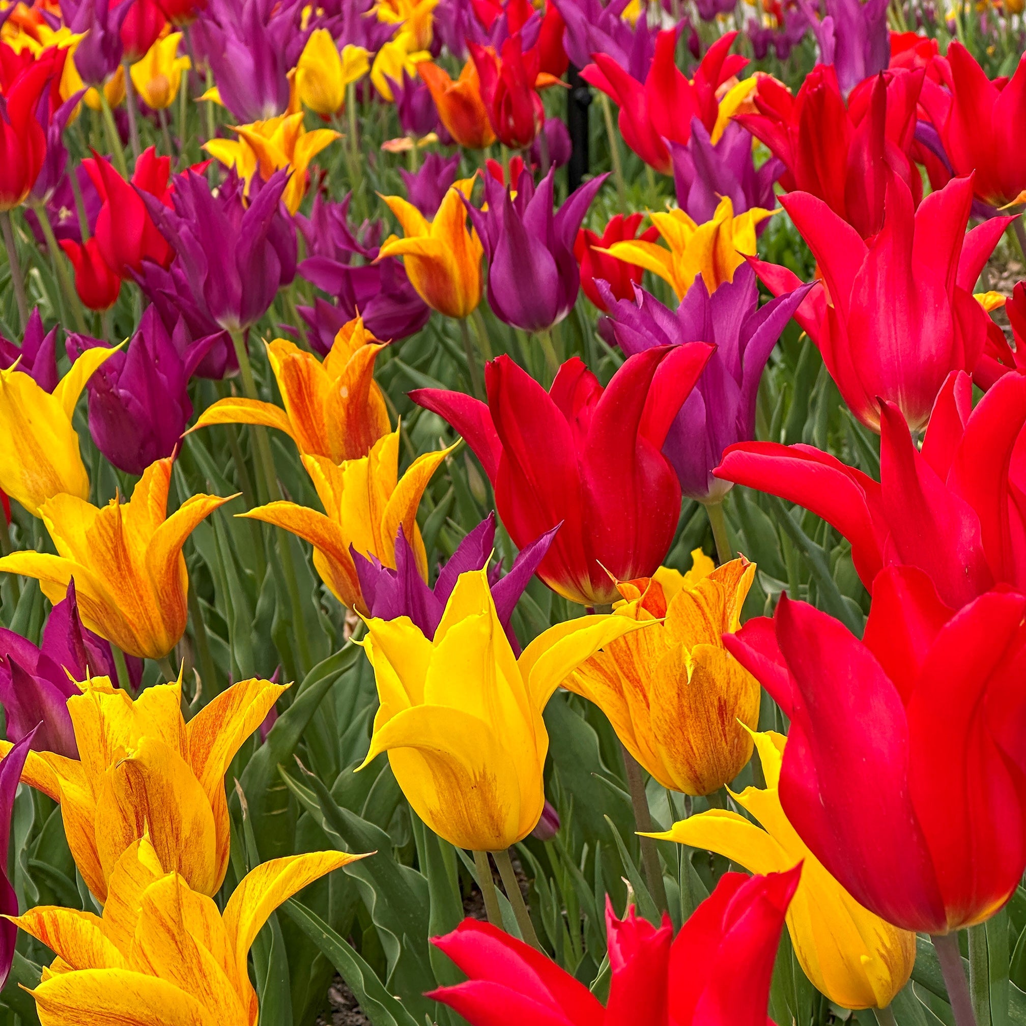 Abracadabra Tulip Blend featuring a mix of red, purple, and yellow tulips, blooming in late spring at 18 inches tall.