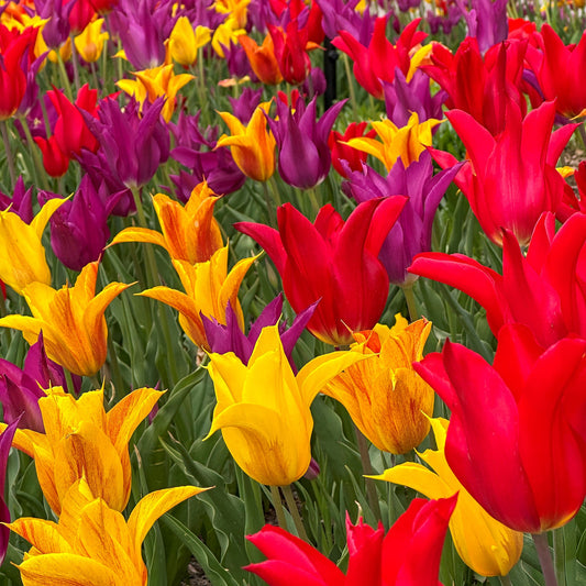 Abracadabra Tulip Blend featuring a mix of red, purple, and yellow tulips, blooming in late spring at 18 inches tall.