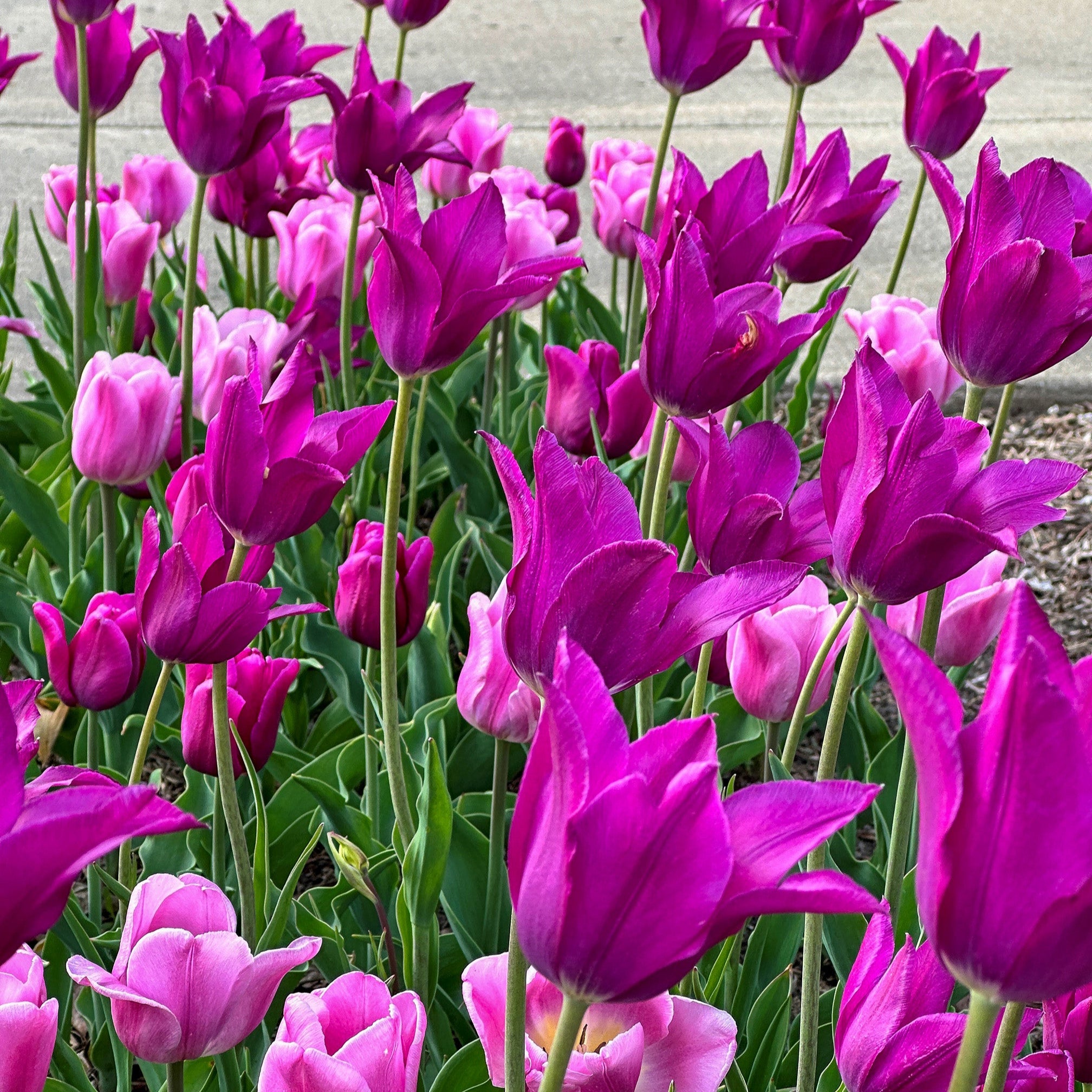 Wicked Wonders Tulip Blend featuring a variety of rich and captivating tulip hues, 20 inches tall, blooming from mid to late spring.