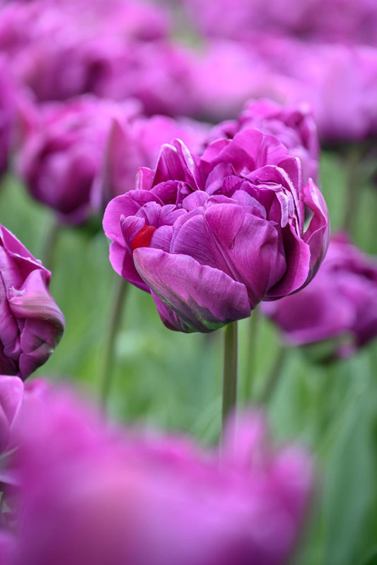 Double Negrita tulips with dark purple full double blooms on 18‑inch stems.