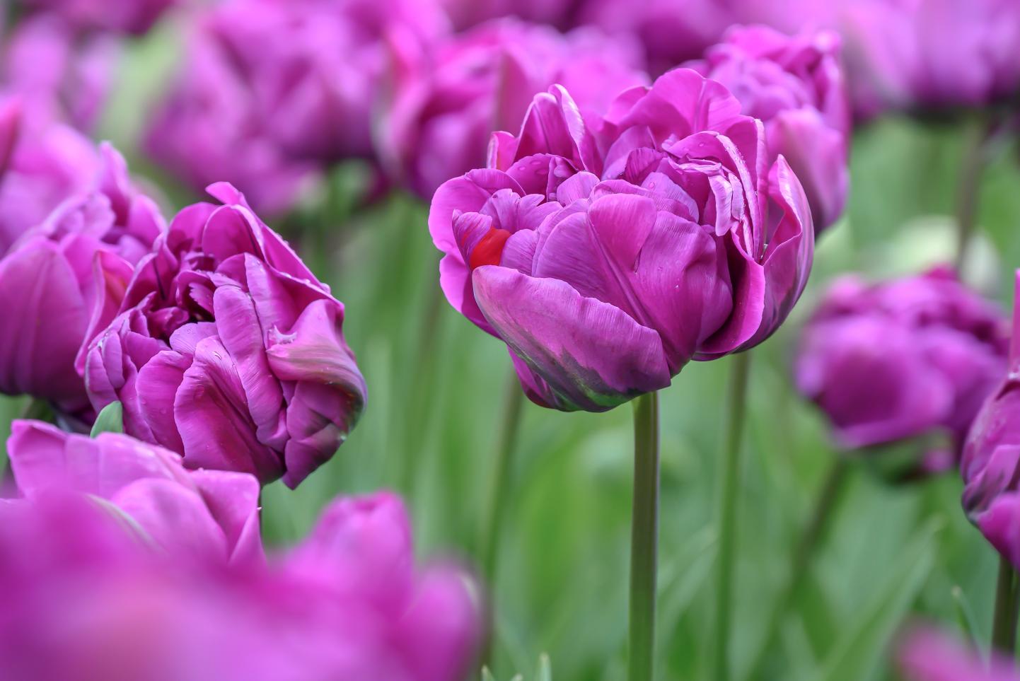 Double Negrita tulips with dark purple full double blooms on 18‑inch stems.