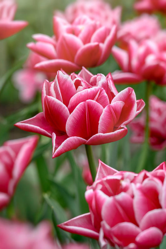 Columbus double tulips with rosy‑pink and white blooms on 16‑inch stems in early spring.