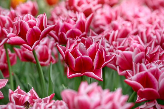 Columbus double tulips with rosy‑pink and white blooms on 16‑inch stems in early spring.