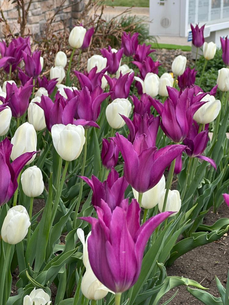 Sugar Plum Fairy Tulip Bulb Blend