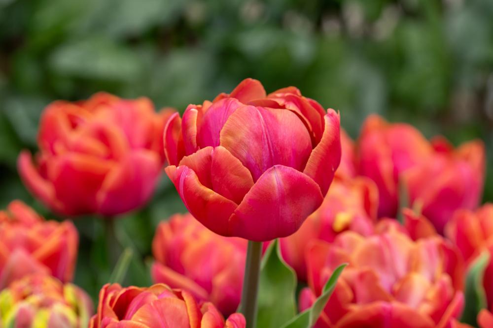 Double Mine tulips with orange‑pink double blooms on 18‑inch stems.