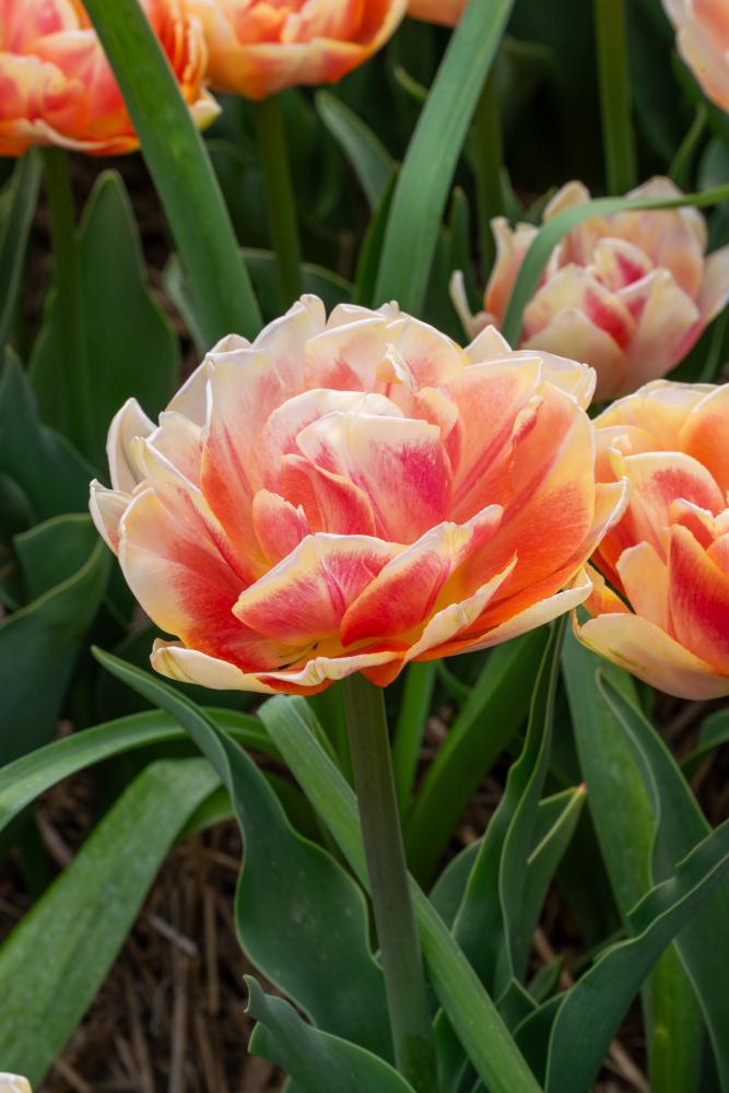 Foxtrot double tulips with soft pink layered petals on 12‑inch stems in early spring.