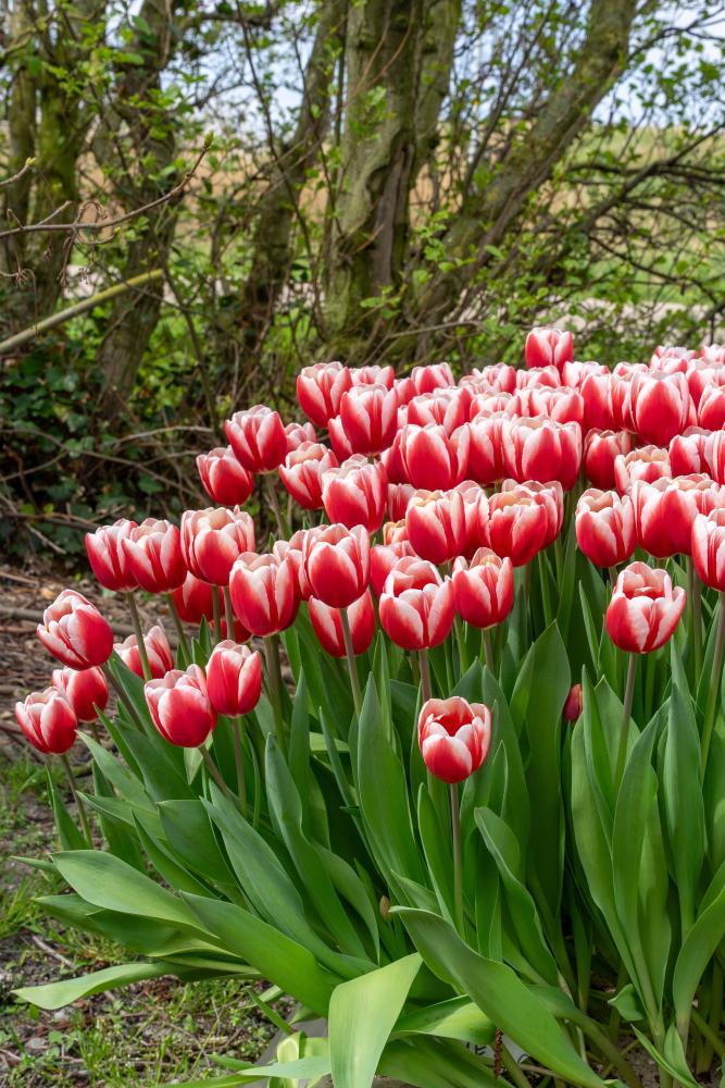 Timeless tulips with magenta‑red blooms and white petal edges on 18‑inch stems.