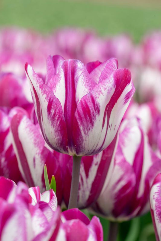 Ohio tulips with purple‑and‑white brush‑stroked blooms on 18‑inch stems in late spring.