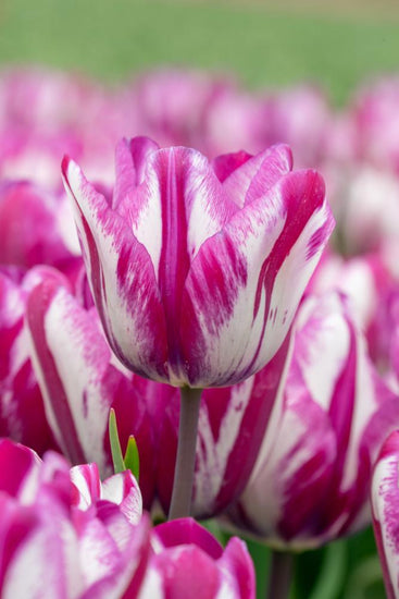 Ohio tulips with purple‑and‑white brush‑stroked blooms on 18‑inch stems in late spring.