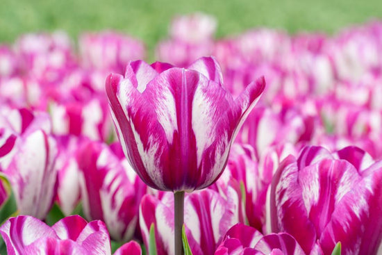 Ohio tulips with purple pink‑and‑white brush‑stroked blooms on 18‑inch stems in late spring.