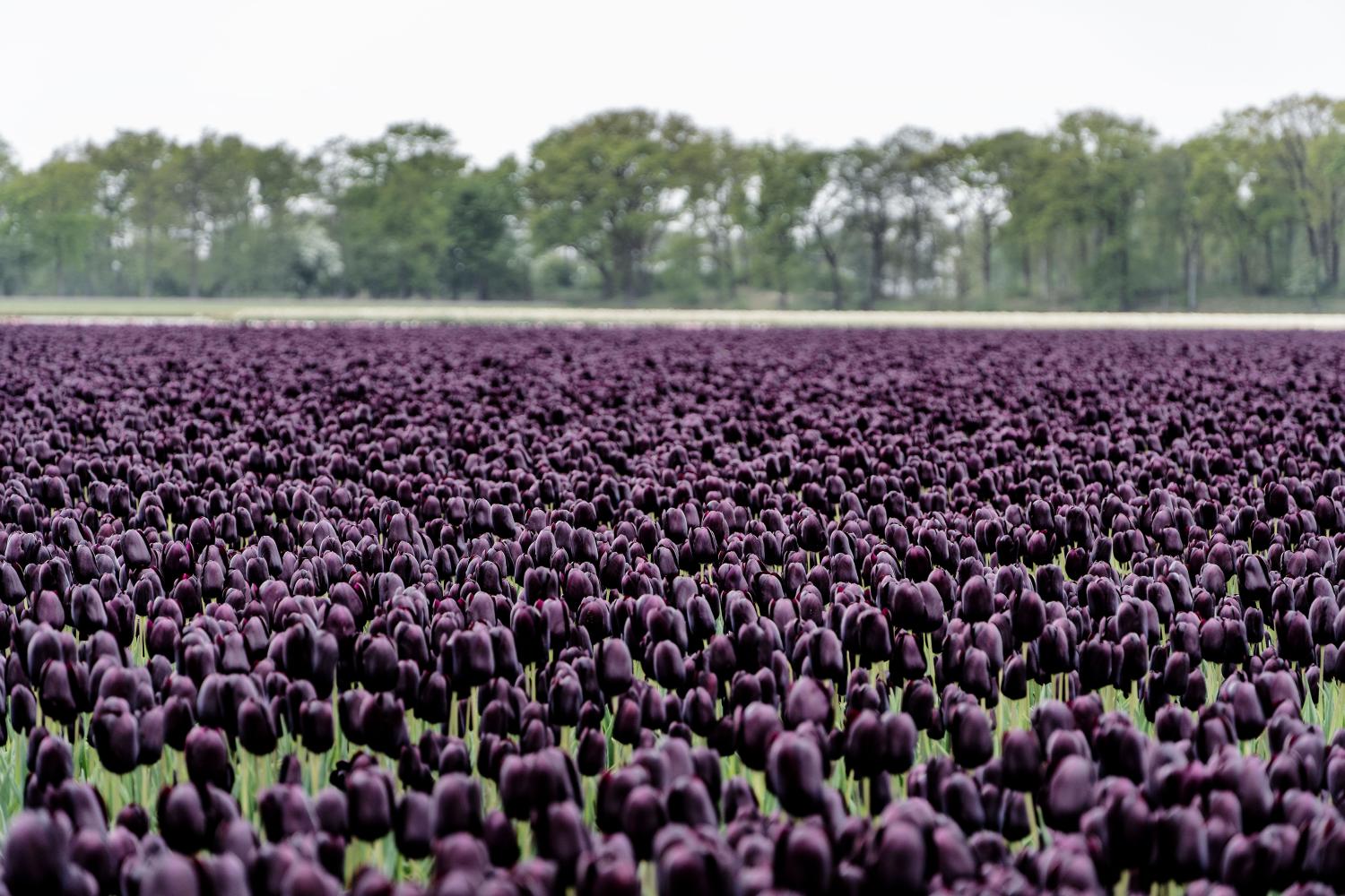 Queen of the Night tulips with deep maroon‑black blooms on 24‑inch stems.