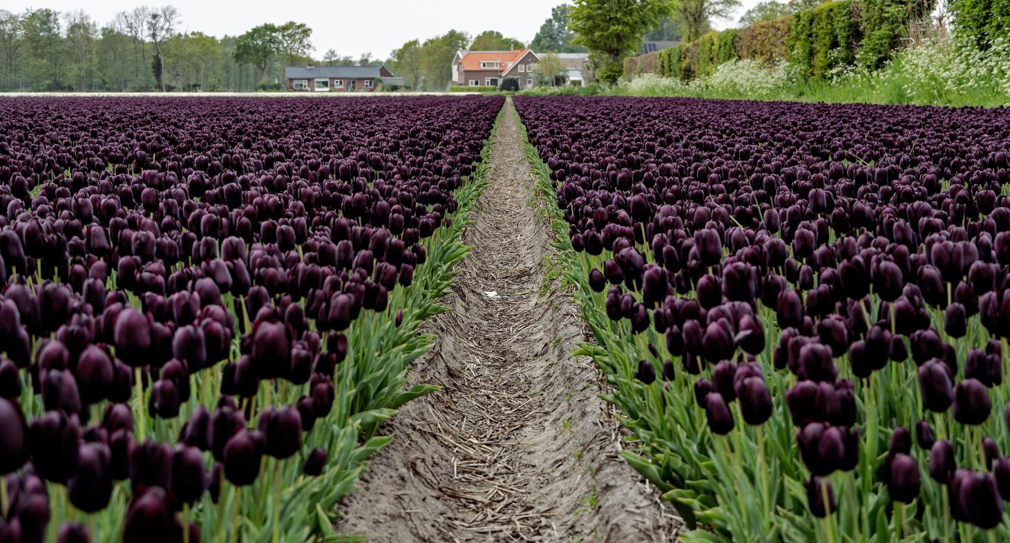 Queen of the Night tulips with deep maroon‑black blooms on 24‑inch stems.
