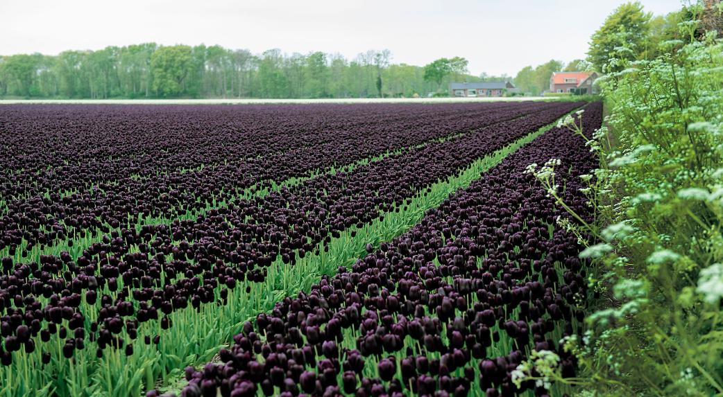 Queen of the Night tulips with deep maroon‑black blooms on 24‑inch stems.
