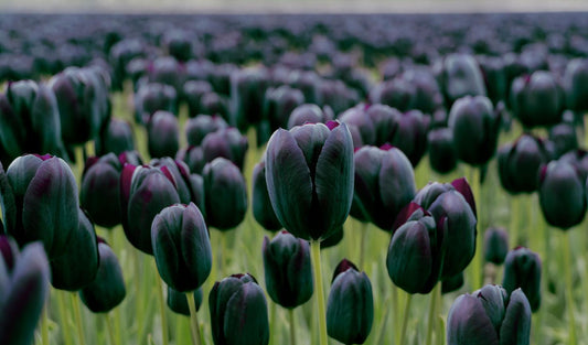 Queen of the Night tulips with deep maroon‑black blooms on 24‑inch stems.