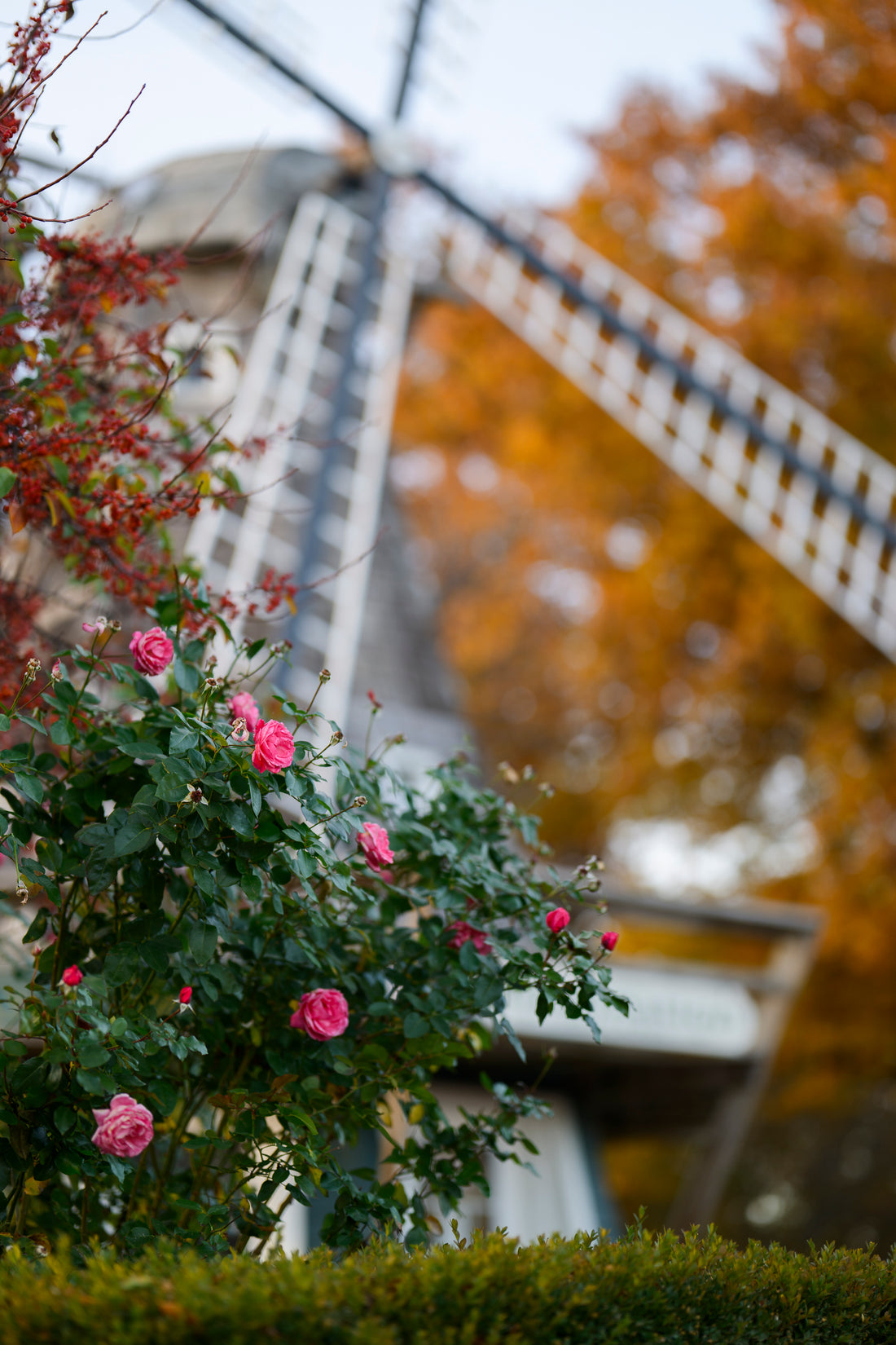 Windmill, Pella Iowa, Central Park