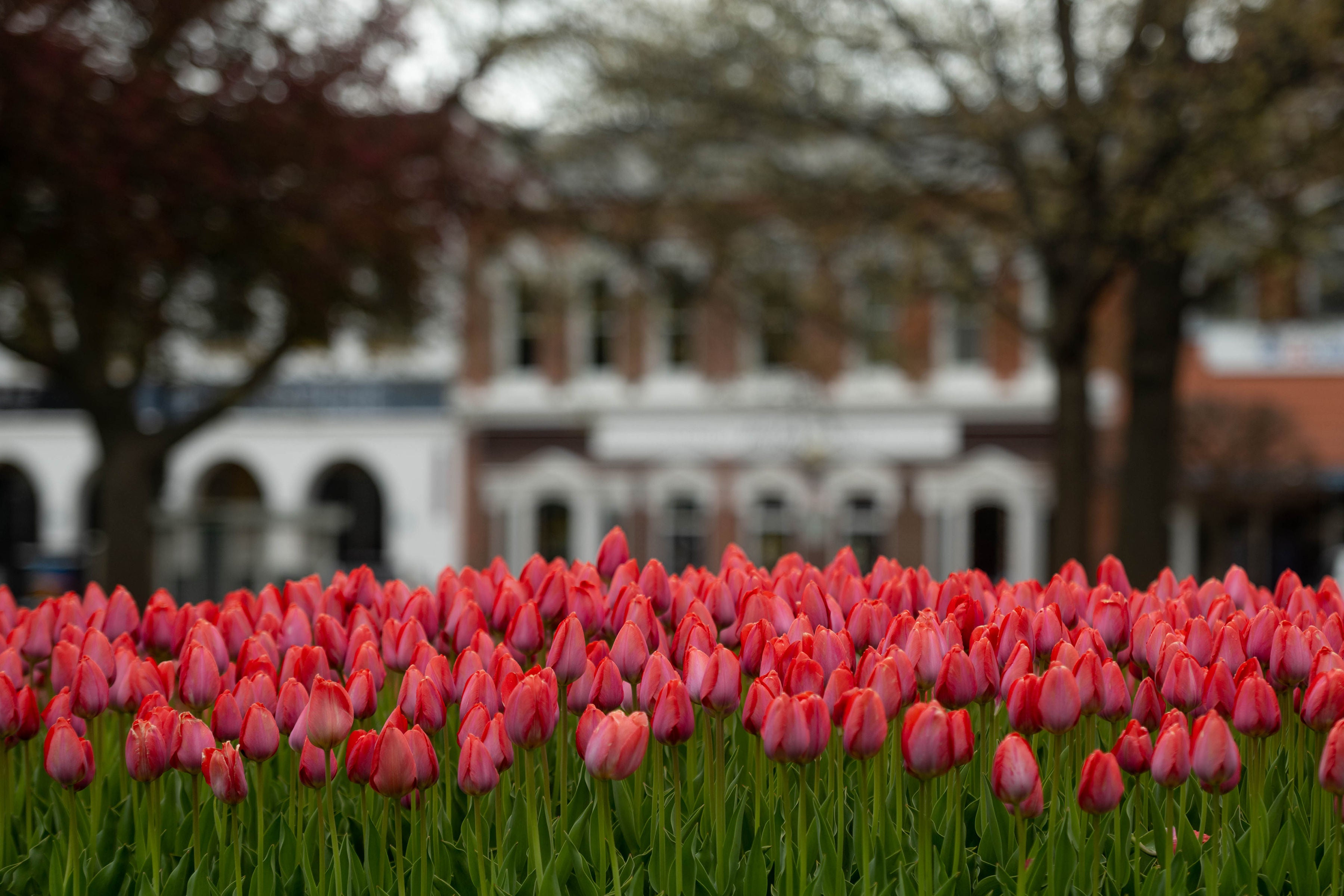 Pink tulips in Central Park with Thistles Flower Market in the background, Pella, Iowa